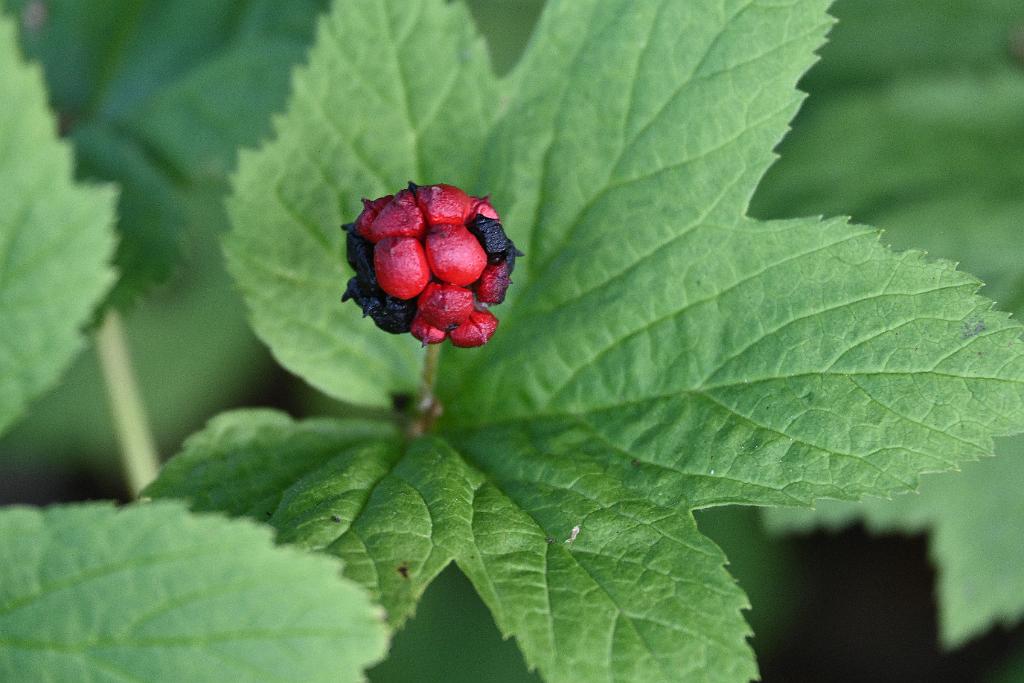 2025-07179623 Tower Hill Botanic Garden, MA.JPG - Goldenseal. New England Botanic Garden at Tower Hill, MA, 7-17-2025